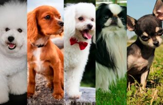 Cinco razas de perros que son compañía para los humanos