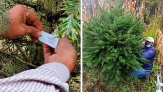 Buscan el consumo lícito del pinabete en esta temporada navideña