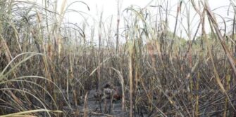 Encuentran persona calcinada en una finca de Santa Lucía Cotzumalguapa