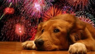 ¿Cómo calmar a tu mascota del ruido de los fuegos artificiales?