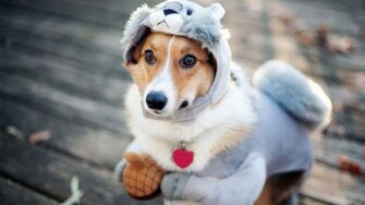 Protege del frío a tus mascotas