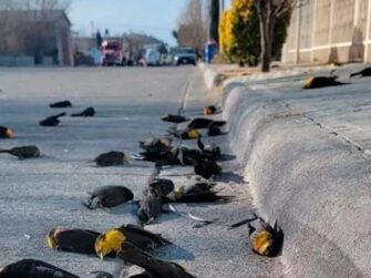 Muerte de aves fue captada en video