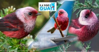 El ave Chipe Rosado nos podría representar a los guatemaltecos en la cola de un avión