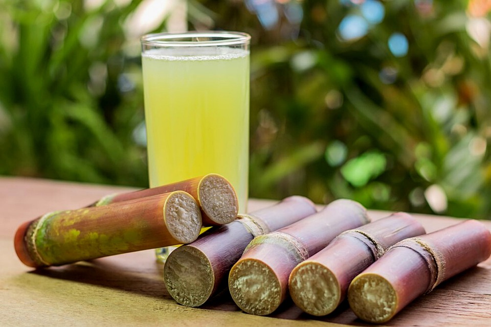 sugarcane-portada-1.jpg