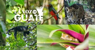 OTRA RIQUEZA DE GUATEMALA: La Vida Silvestre