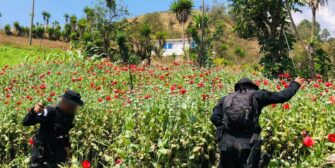 Erradican plantas ilegales valoradas en millonaria suma