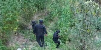 Incineran millonaria plantación de droga encontrada en Totonicapán