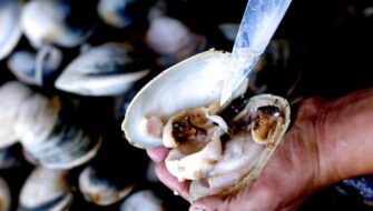 ¿Un ceviche de conchas? Hay veda para la pesca de moluscos en el Pacífico