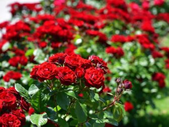 Rosales: crean armonía y relajación en los espacios