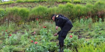 Durante estado de sitio han erradicado plantaciones ilícitas valoradas en Q4 millones