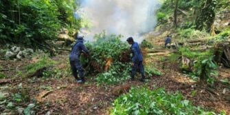 Erradican arbustos de coca valorados en más de Q6 millones
