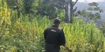 Localizan marihuana y cocaína en Chiquimula y Escuintla