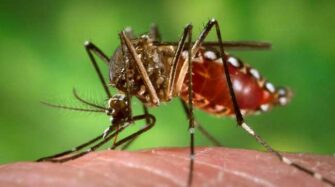 Dengue: 3 personas de 3 mil 463 afectadas fallecen en este 2022
