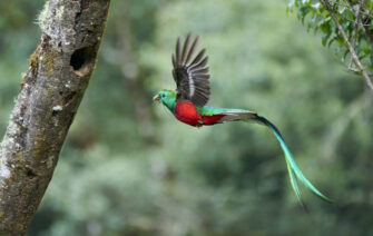 ¿Dónde ver al Quetzal? El ave más hermosa del mundo