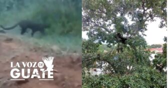 Localizan a la pantera que se supone escapa de un circo en Mixco