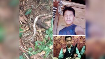 ¿Las serpientes pican o muerden? Joven muere por su veneno