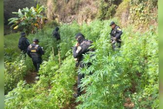 TOTONICAPÁN, HUEHUETENANGO Y PETÉN: Los departamentos en donde ha crecido la siembra de marihuana, según la SGAIA