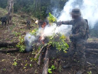 12 MANZANAS DE SIEMBRA | PNC y Ejército erradican hoja de coca en Petén
