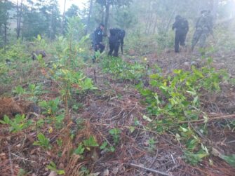 2023: Erradican más de un 1 millón y medio de arbustos de hoja de coca