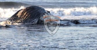 Hallan muerta a una ballena en las playas del Pacífico guatemalteco