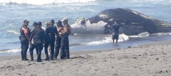 Conap da detalles de la especie de ballena encontrada Sipacate