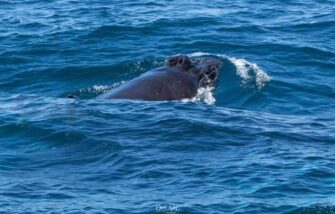Biólogo guatemalteco fotografía a ballena en la Costa Sur