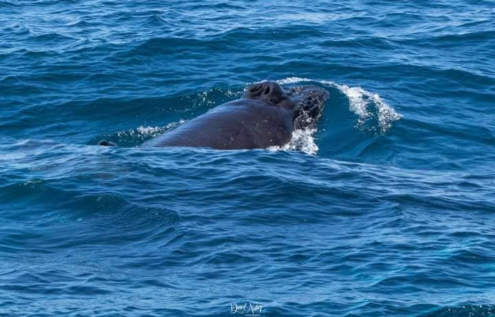 ballena