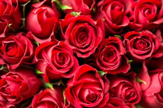 Guatemala exporta más de 8 millones de rosas por el Día del Cariño