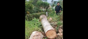 Detenidos por tala ilegal y recolección de producto forestal en San Marcos y Chimaltenango