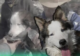 Perro sobrevive después de 23 días atrapado bajo los escombros de un edificio en Turquía