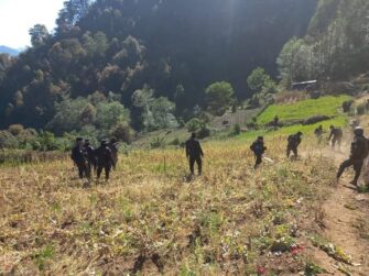 Erradicación de amapola en dos días consecutivos valorada en más de Q15 millones