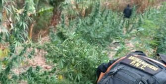 PNC erradica más de 21 mil matas de marihuana en una semana