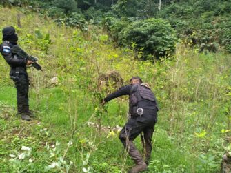 Erradican más de 448 mil arbustos de hoja de coca en Izabal
