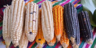 Firman convenio para fortalecer producción de maíz en Guatemala con ayuda de Taiwán