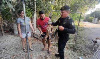 Presenta heridas: rescatan iguana verde en Petén