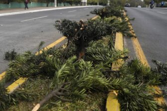 Tala ilegal de árboles en Bulevar Juan Pablo II: Municipalidad de Guatemala denuncia y busca a responsables