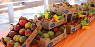 Este 2 de abril realizarán el cuarto Festival del Mango en la zona 13 de la capital