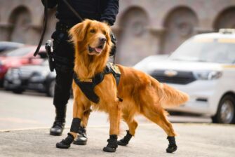 DÍA DEL PERRO | Conoce las funciones de las unidades caninas K-9