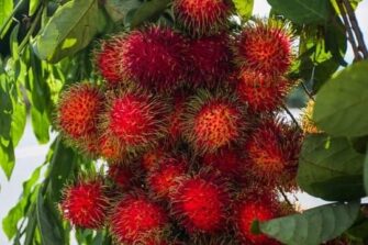 Vapuleado por presuntamente robar lichas: confiesa que tenía hambre