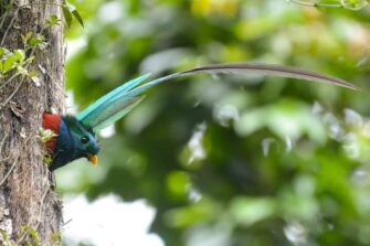 Guatemala celebra el Día del Quetzal: Conoce en este reportaje curiosidades del Ave Nacional de Guatemala