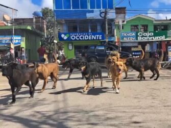 Inicia jornada nacional de vacunación canina y felina en Huehuetenango