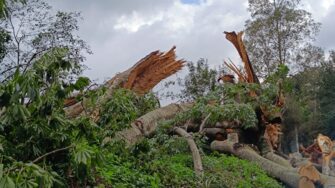 Ceiba, árbol Nacional de Guatemala, cae en ruta de San Juan Alotenango