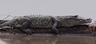 Desbordamiento del río Chixoy obliga a lagartos a desplazarse, generando temor