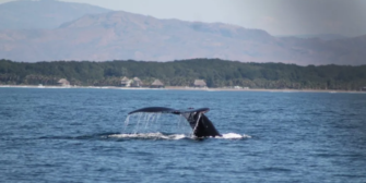 Es temporada observación de cetáceos y tortugas ¡conoce más!