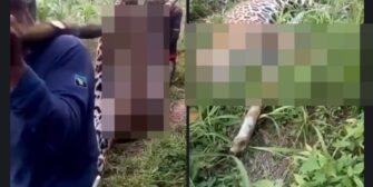 Video viral en Guatemala revela brutalidad contra jaguar, pero ocurre en Sudamérica