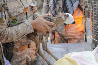 Ejército de Guatemala rescata cría de venado afectada por incendios forestales