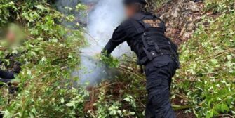 Erradican más de Q11 millones en drogas durante operativos