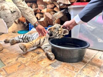 Rescatan a tigre de bengala en residencia de Villa Nueva