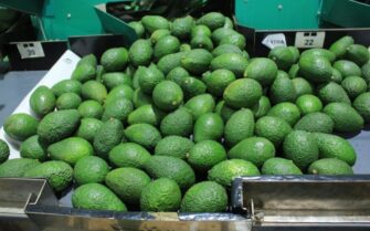 Principales variedades de aguacates en Guatemala y sus características