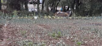 La paradoja del mercado: cebolla barata, repollo caro; estas son las razones